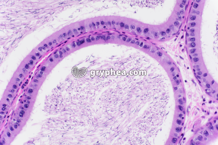 Epididyme de Cobaye CT x100 - gryphea.com